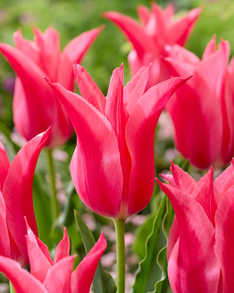 Tulpen Lelieblomend - Mariette - 12/+