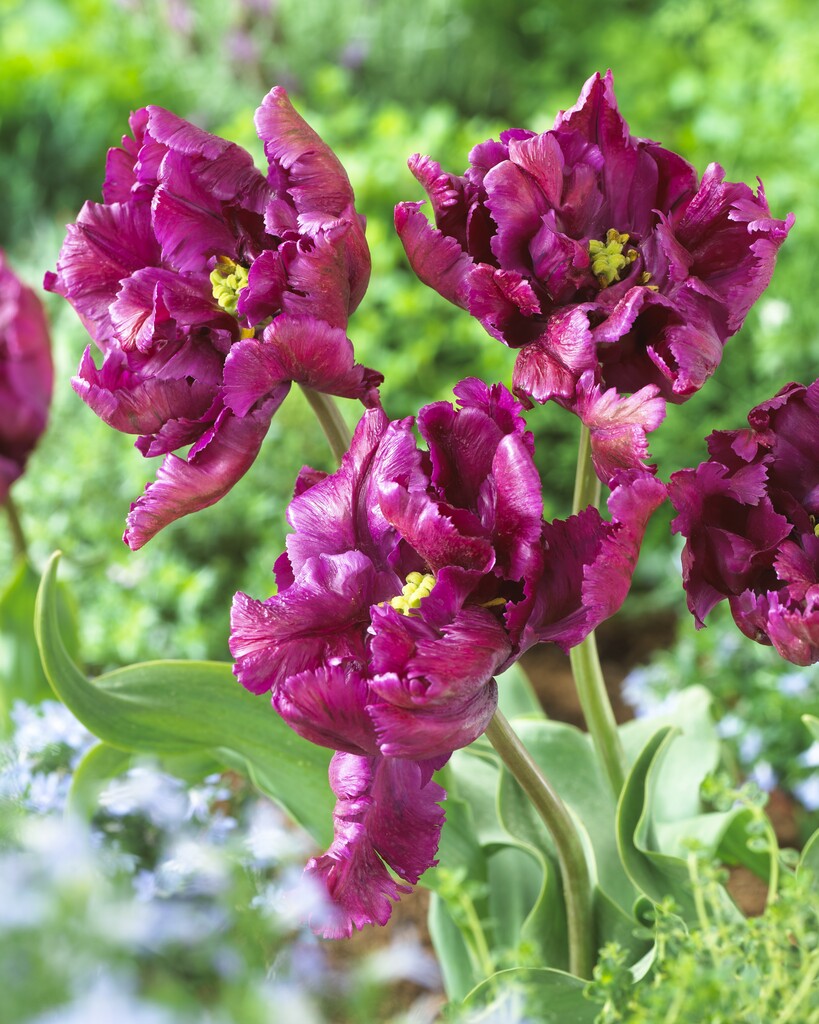 Tulp Papegaai - Papegaai Negrita - 12/+