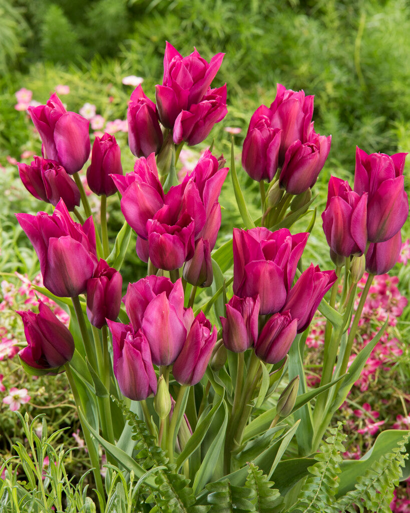 Tulp Multiflowering - Night Club - 12/+