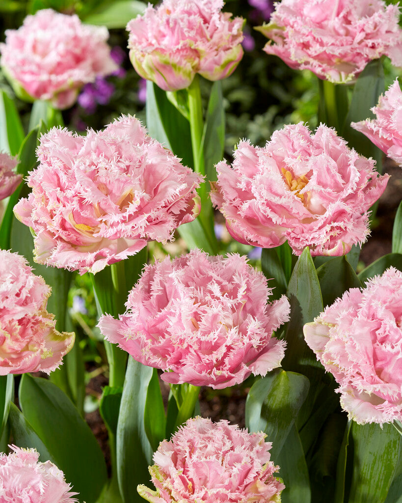 Tulp Fringed - Perth - 12/+