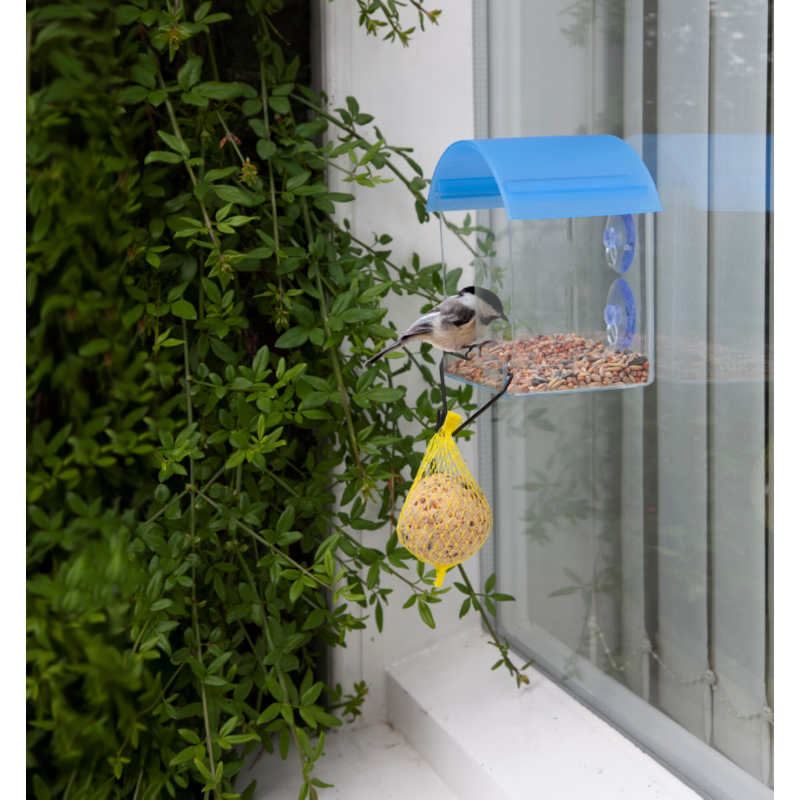 A transparent bird feeder with a blue roof attached to a window, featuring suction cups. A bird is visible perched on the feeder, and there is a yellow bird feeder hanging from a hook outside.