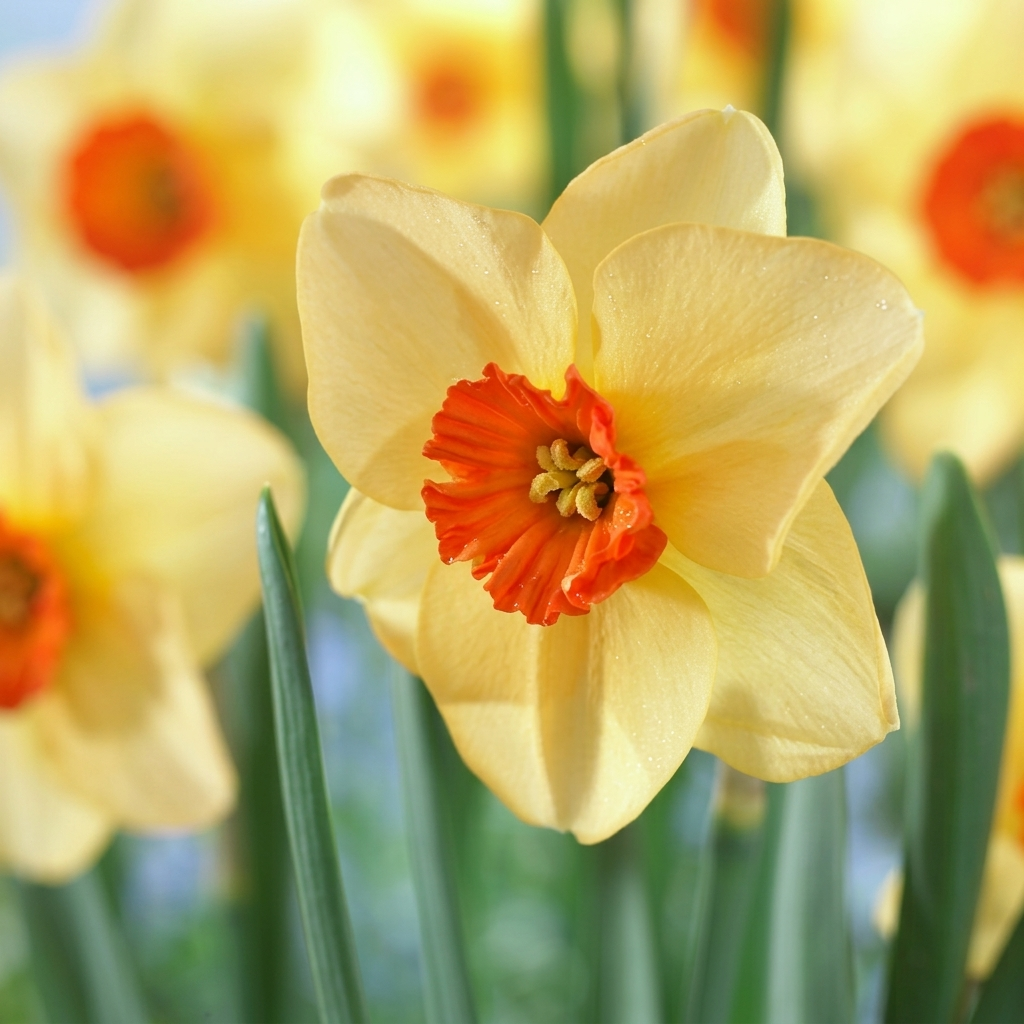 Narcis - Altruïst - 14/16