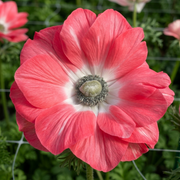 Anemones - Mistral -  Rosa Antico - 2/3