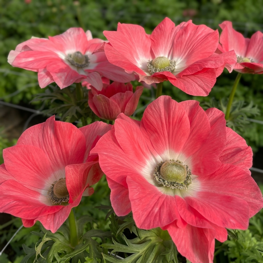 Anemones - Mistral -  Rosa Antico - 2/3