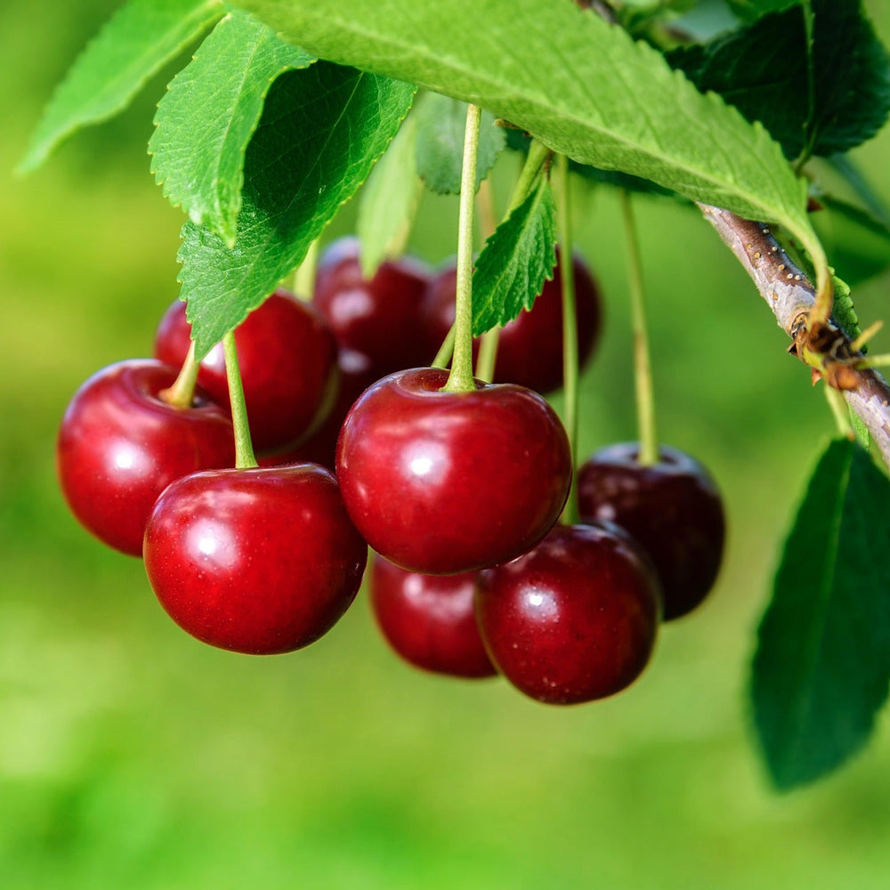 <strong>Trees & Fruits</strong>