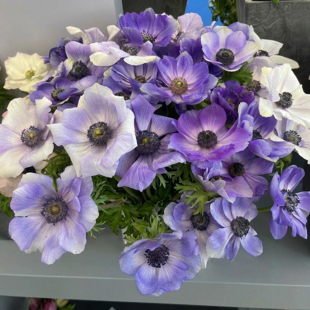 Anemone - Mistral Plus - Azzurro - 2/3