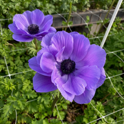 Anemone - Mistral Plus - Azzurro - 2/3