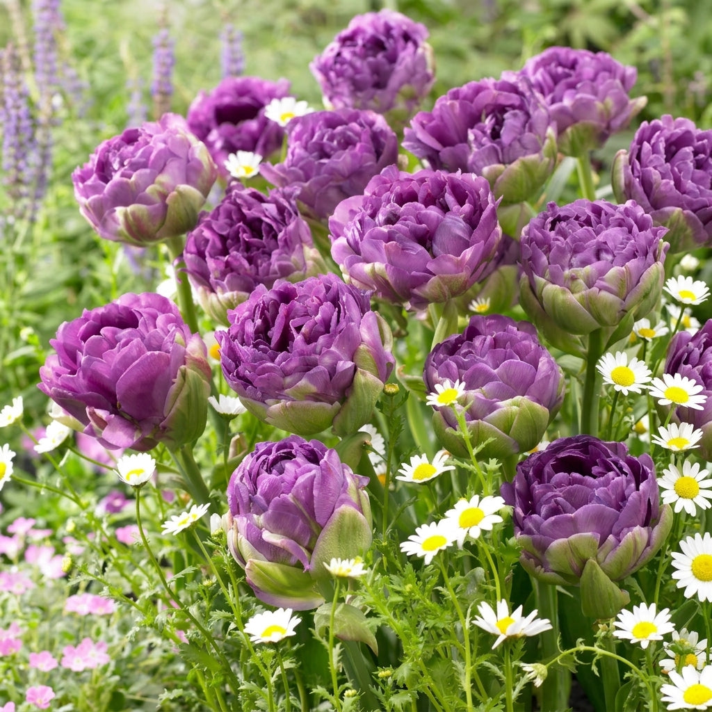 Tulip Double Late - Blu Wow - 12/+