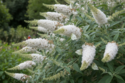 Vlinderstruik - Witte Bos - 3L