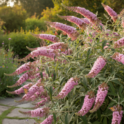 Vlinderstruik - Roze Verrukking - 3L