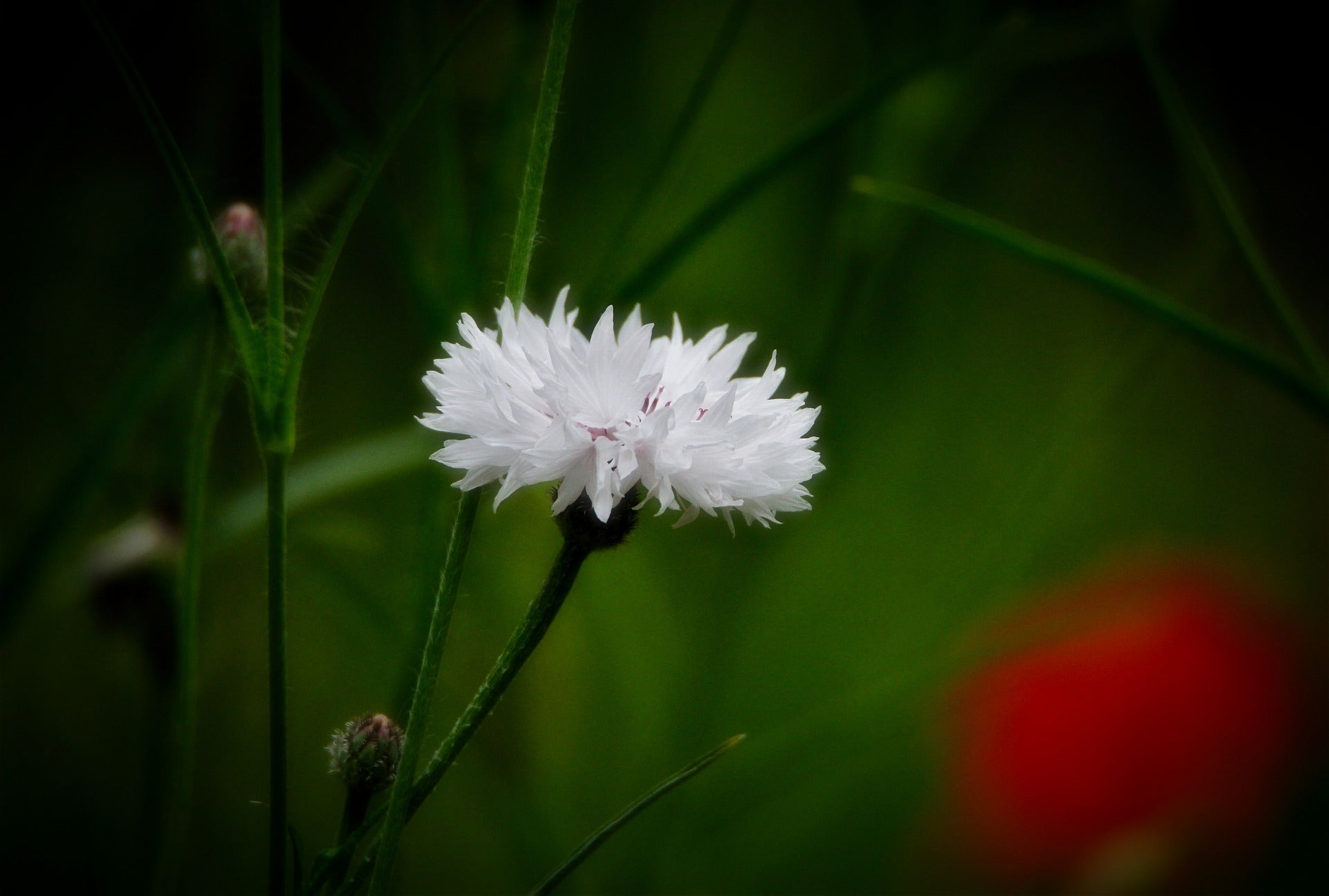 Centaurea cyanus - Boule blanche - 1g