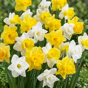 Daffodil Trumpet - Dutch Sensation - 14/16