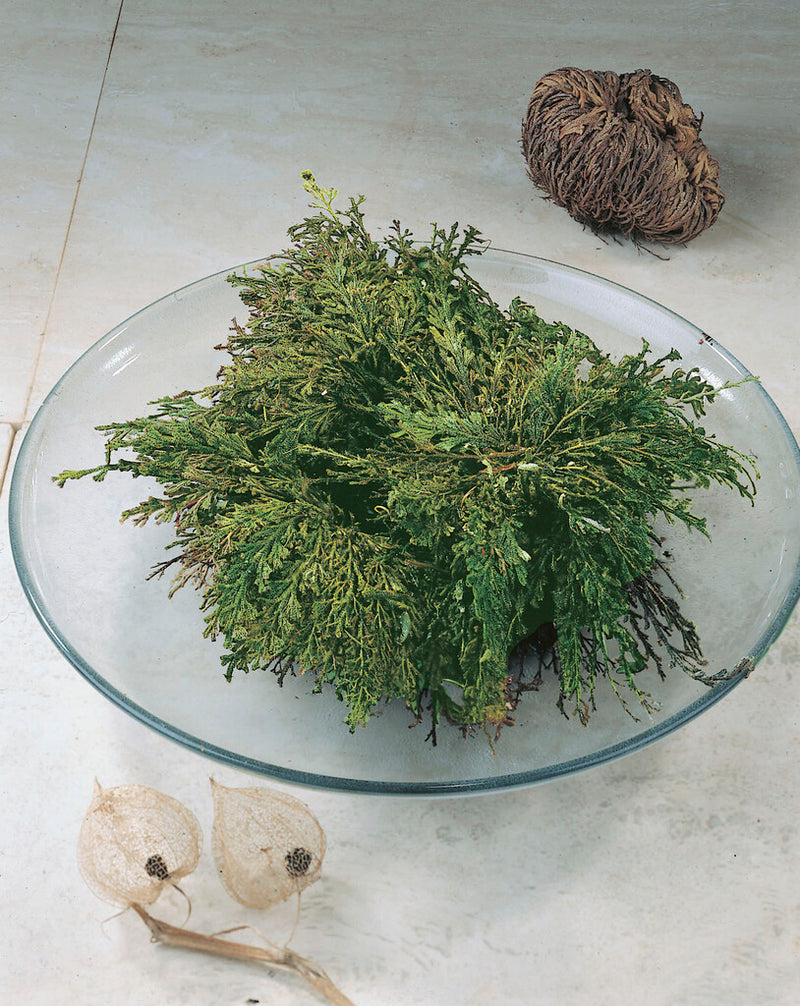 Rose of Jericho