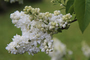 Sering - Mme Lemoine - 3L