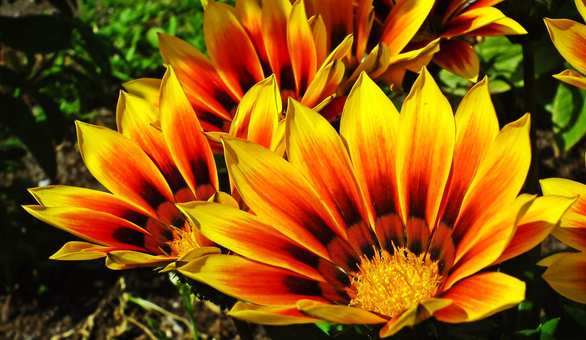Gazania - Sunshine - 0,25g