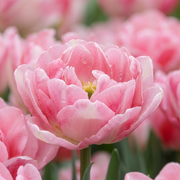 Tulip Double Early - Foxtrot - 12/+