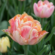 Tulip Double Early - Foxy Foxtrot - 12/+