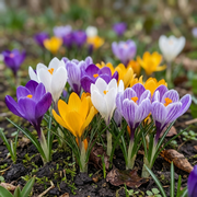 Krokus - Botanische Mix - 5/6
