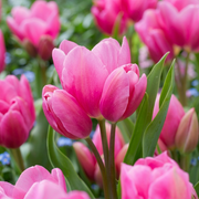 Tulp Multiflowering - Gelukkige Familie - 12/+