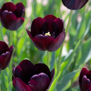 Tulp Enkel Laat - Koningin van de Nacht - 12/+