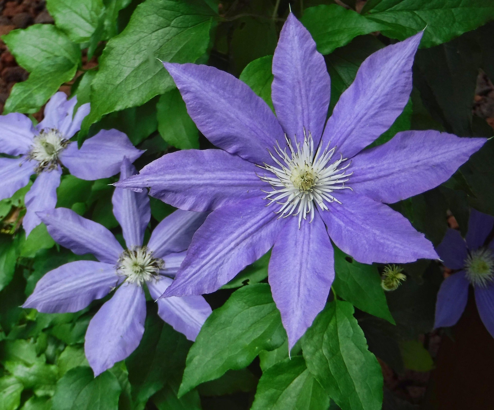 Clematis - Arabella - 2L