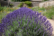 Lavendel - Hidcote - 2L