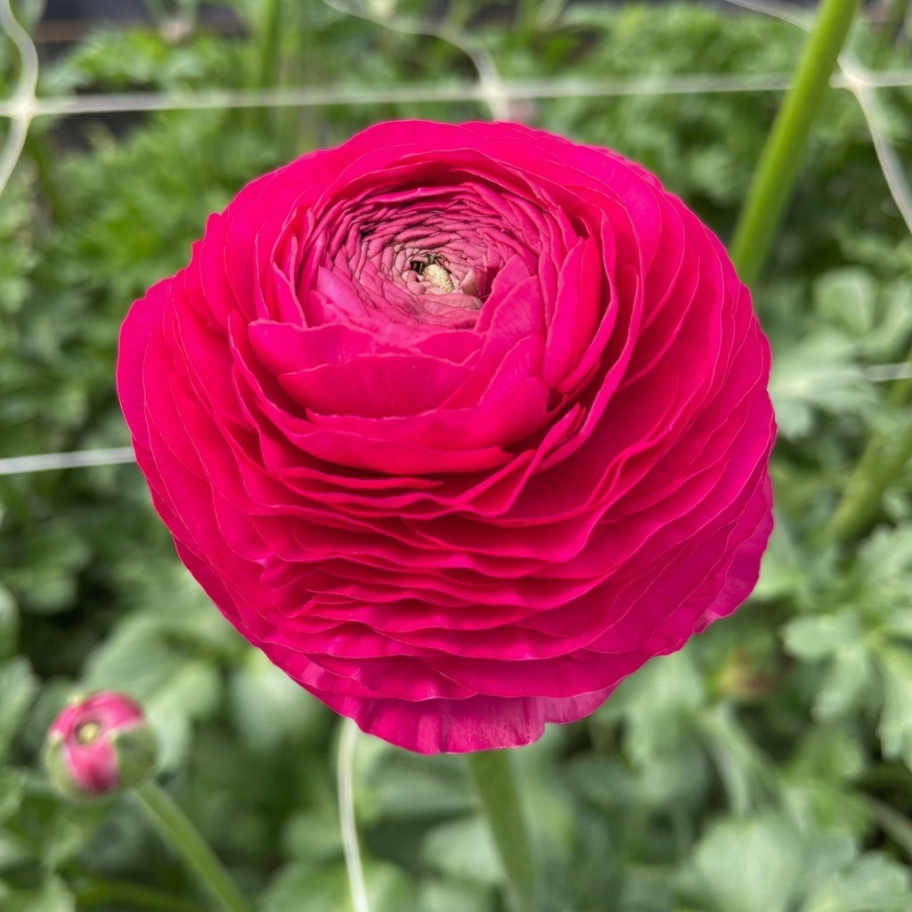 Ranunculus Elegance - Hot Pink - 2/3