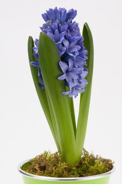 Hyacint - Delft Blue - 18/19
