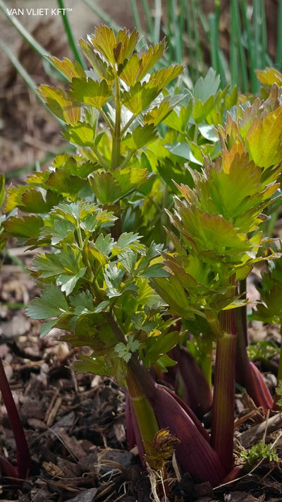 Lovage - 1,5g