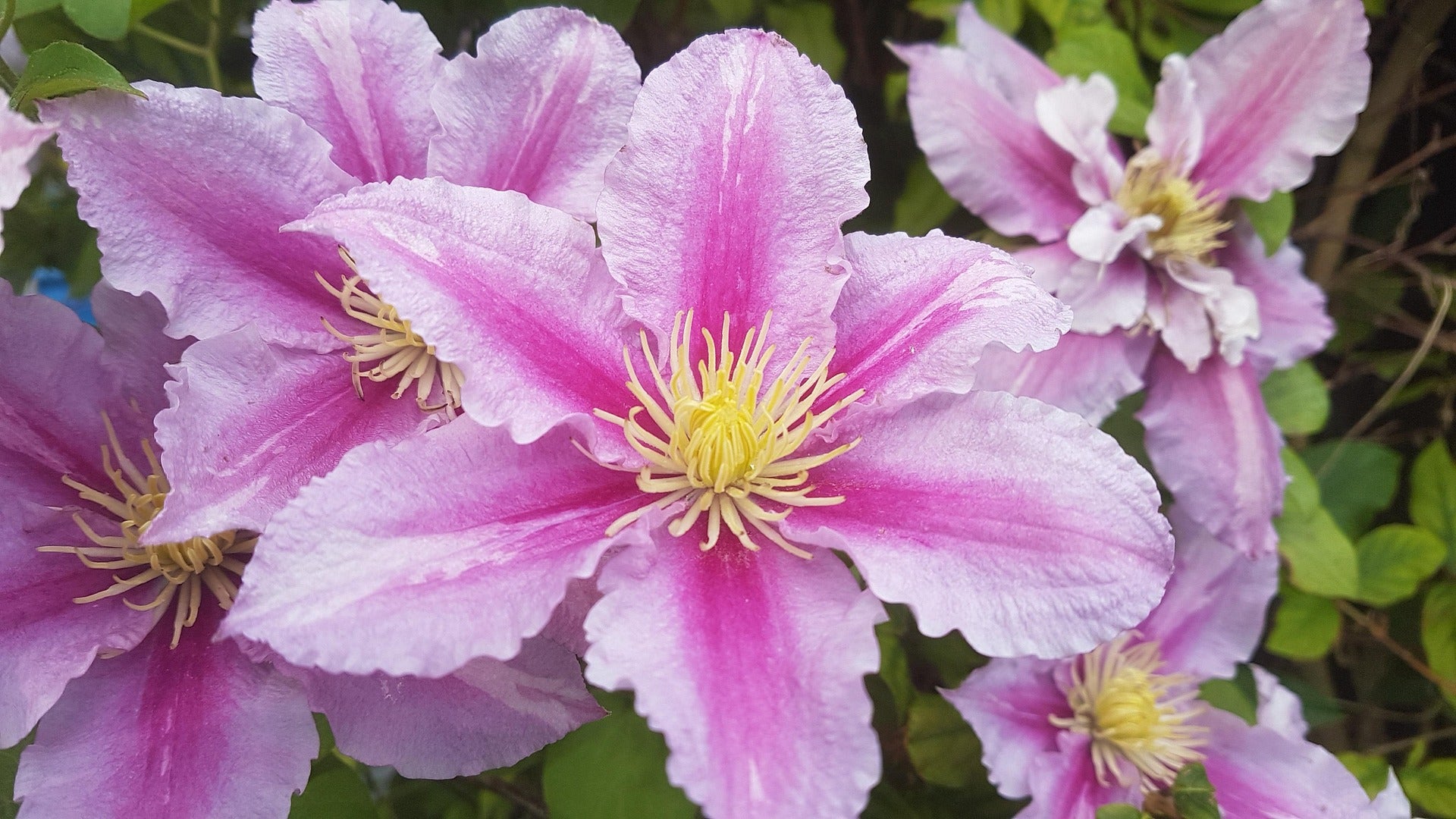 Clematis - Hagley Hybrid - 2L