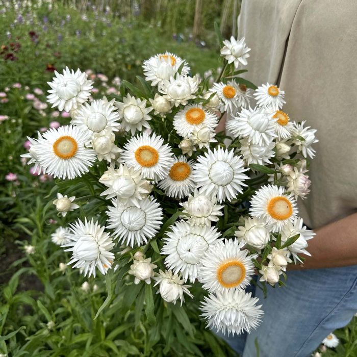 Helichrysum - Silvery White - 250 Seeds