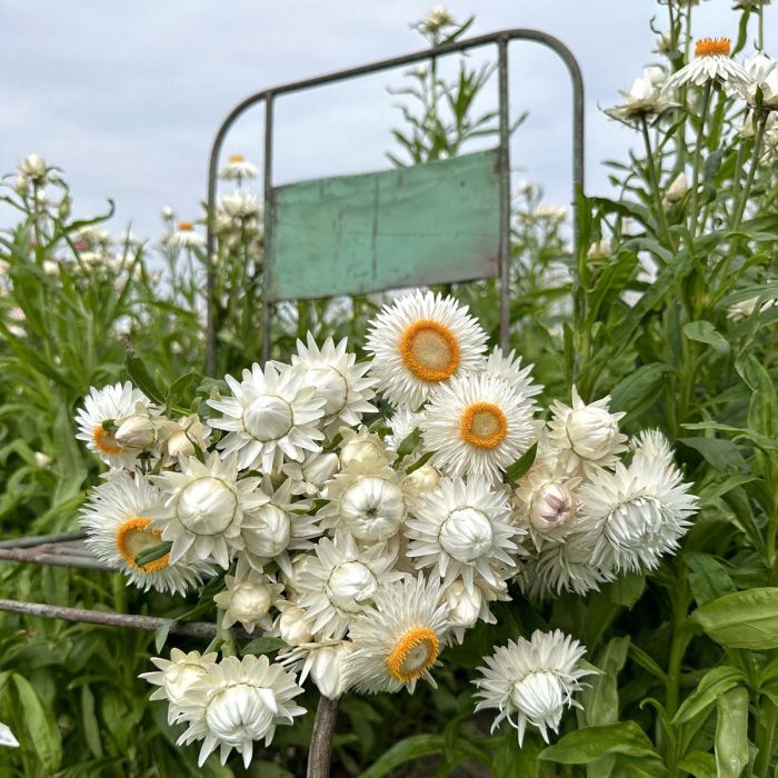 Helichrysum - Silvery White - 250 Seeds