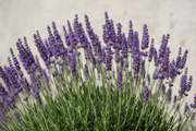 Lavendel - Intermedia Nederlands - 2L