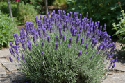Lavendel - Munstead - 2L