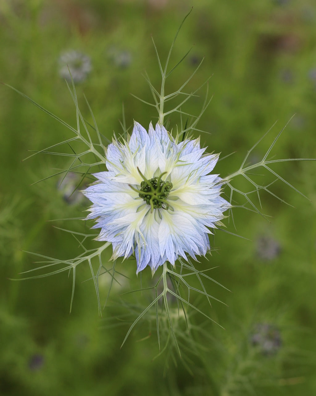 Amour dans le brouillard - Joyaux persans - 1,5g