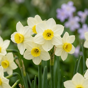 Daffodil Tazetta - Minnow - 12/14