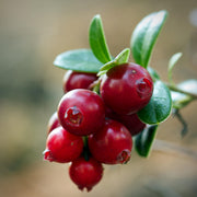 Cranberry - 2 Liter