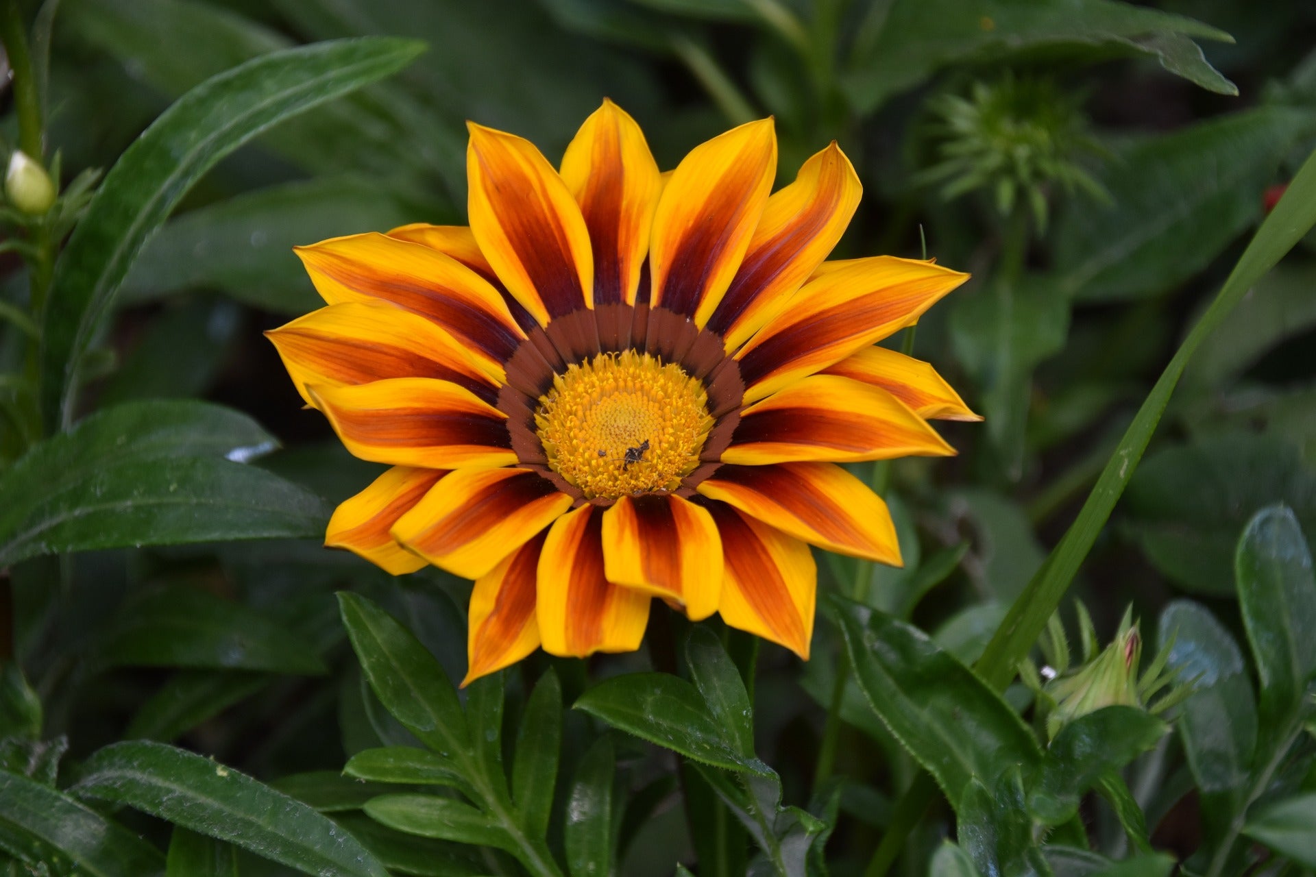 Gazania - Sunshine - 0,25g