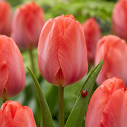 Tulip Darwin Hybride - Orange van Eijk - 12/+