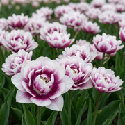 Tulip Double Late - Pistace - 12/+