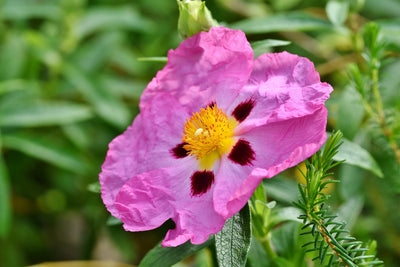 Rock Rose - Mixed - 0,25 g