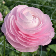 Ranonkel - Rosa Chiaro 87P - 2/3