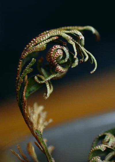 Rose of Jericho
