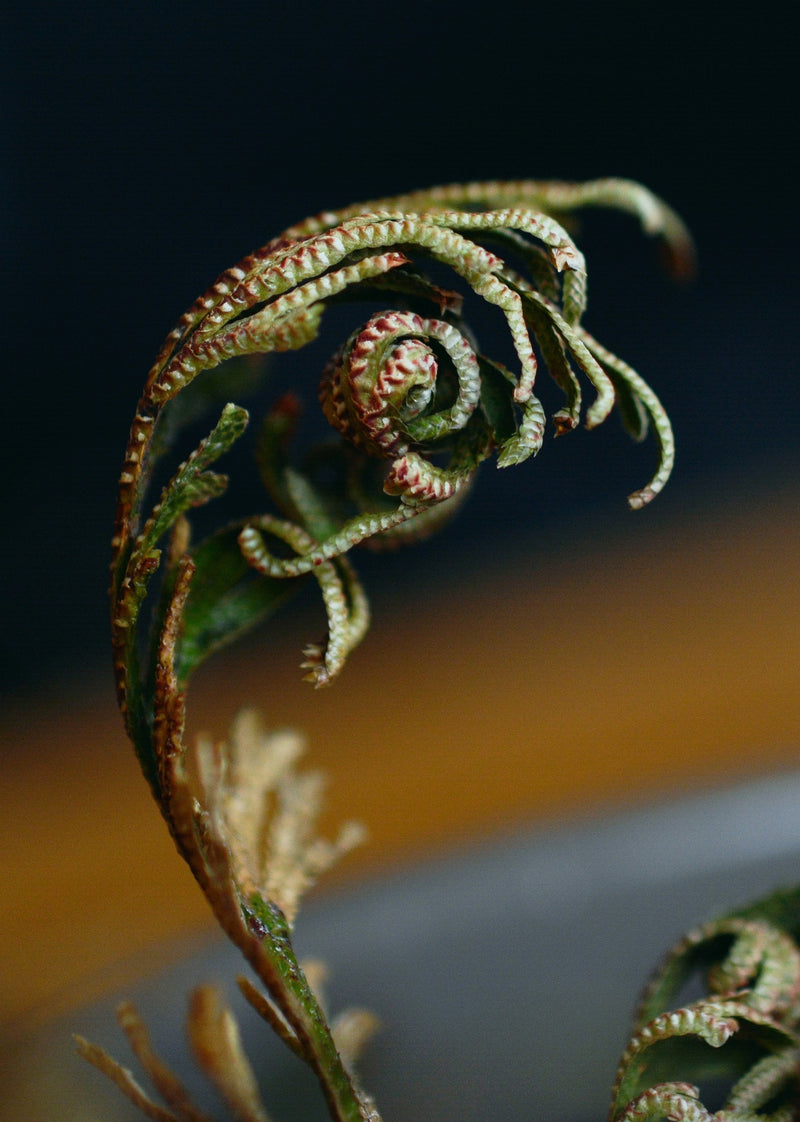Rose of Jericho