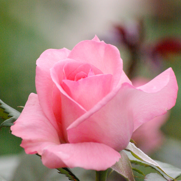 <strong>Roses</strong>