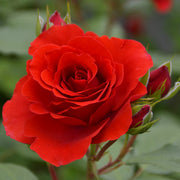 Kletterrose - Liliana®