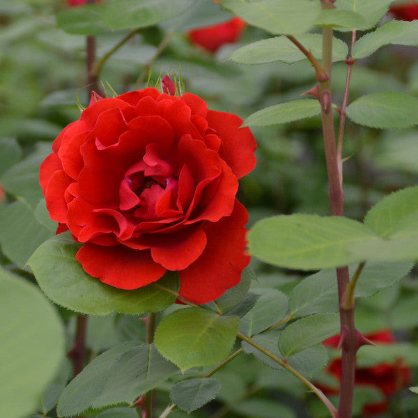Kletterrose - Liliana®