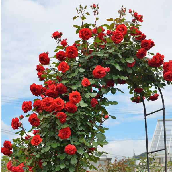 Kletterrose - Liliana®