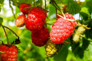 Tayberry - 2 Liter