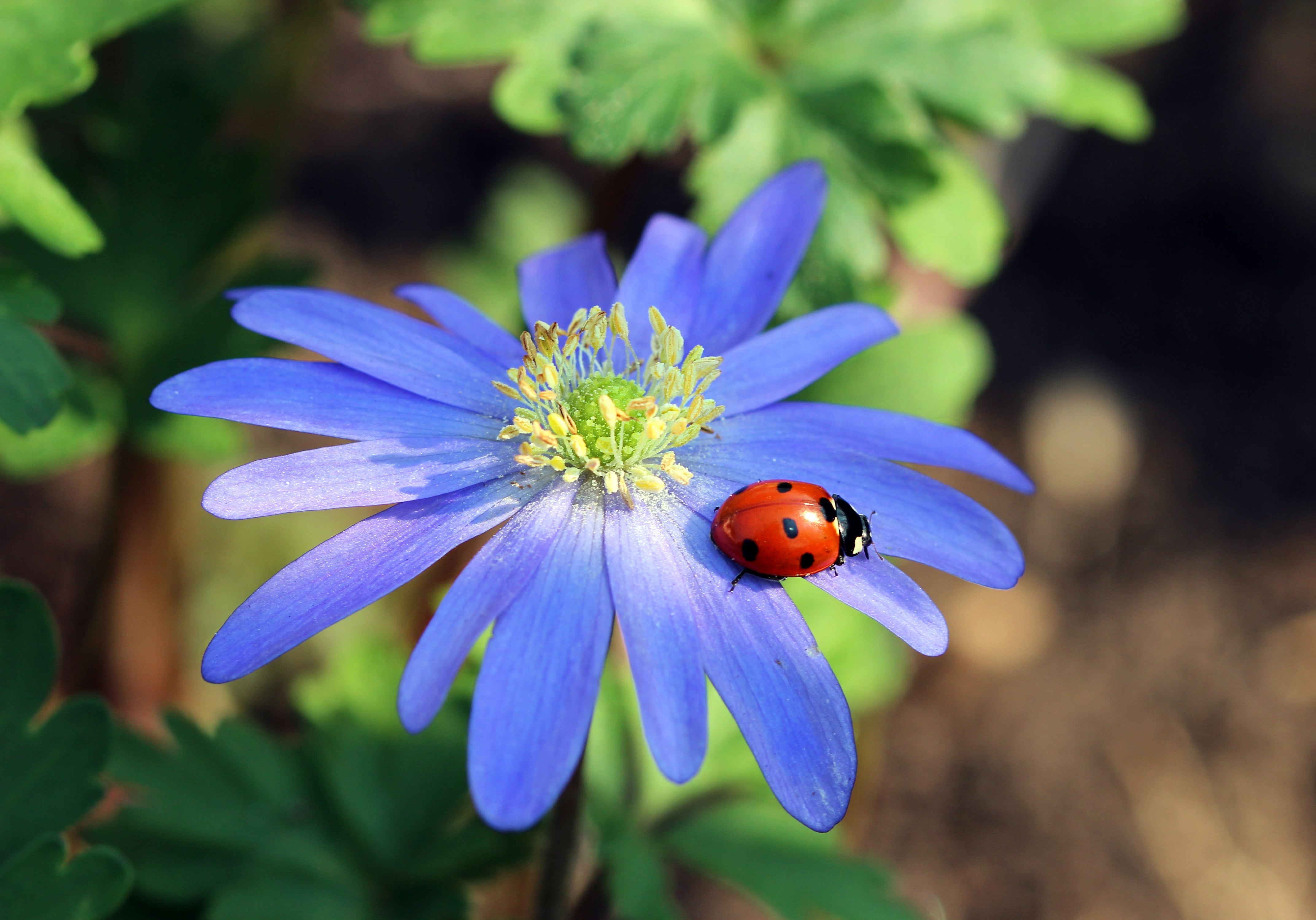 Anemoon Blanda - +5/6